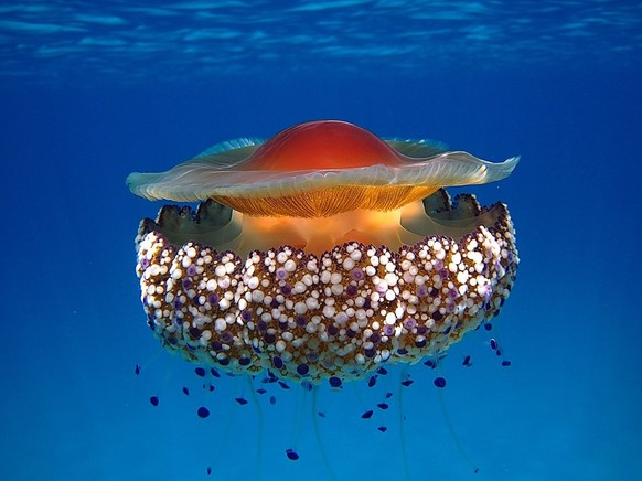 spiegeleiqualle