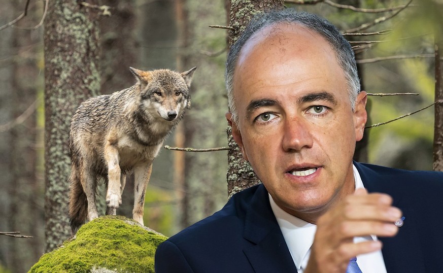 Christophe Darbellay sur le loup: «C’est la définition même du populisme»