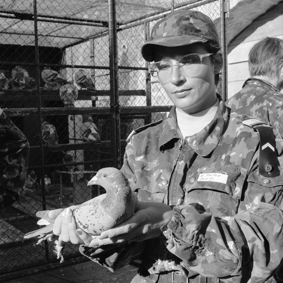 L'armée suisse s'est servie des pigeons voyageurs jusqu'en 1994. En 1987, quand cette image a été prise, on considérait que ces animaux "occupaient toujours une place importante au ...