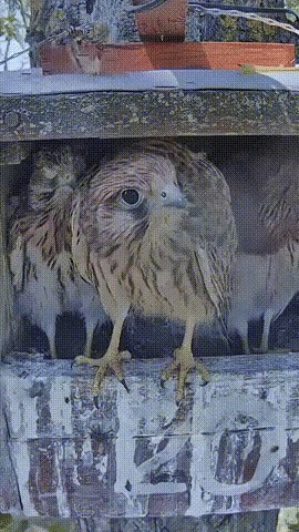 GIF animé