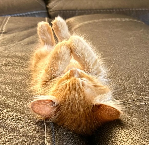 Süsse Katze schläft