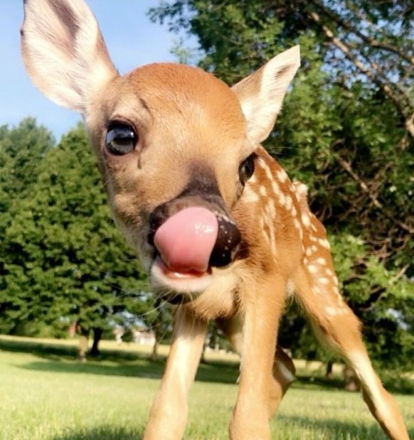 cute news tier reh

https://ch.pinterest.com/pin/1121888957179831371/