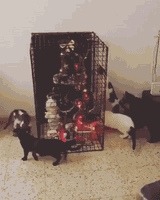 GIF animé