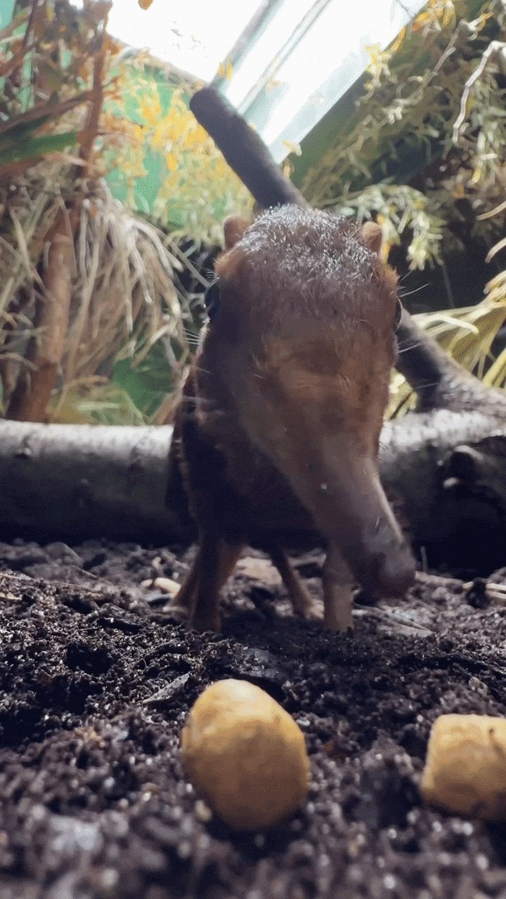 GIF animé