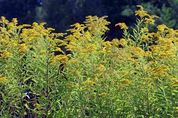 Les solidages américains (Solidago canadensis ou gigantea, en latin) aiment à couvrir les prairies ensoleillées.