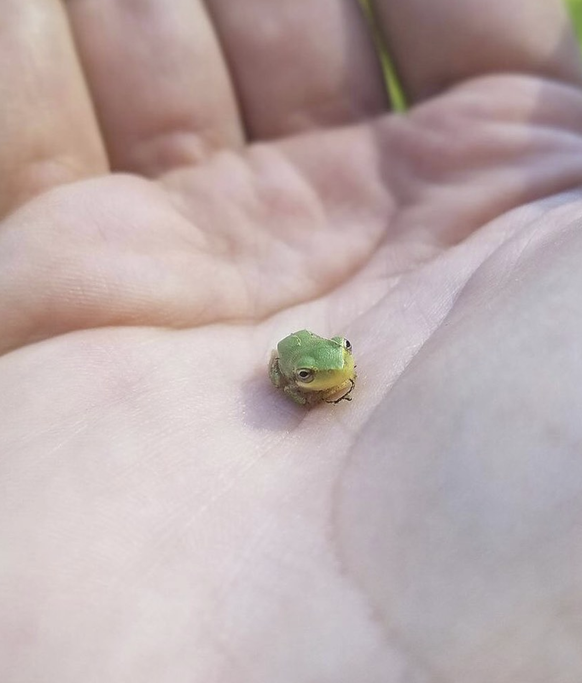 Cute News: Kleine Tiere