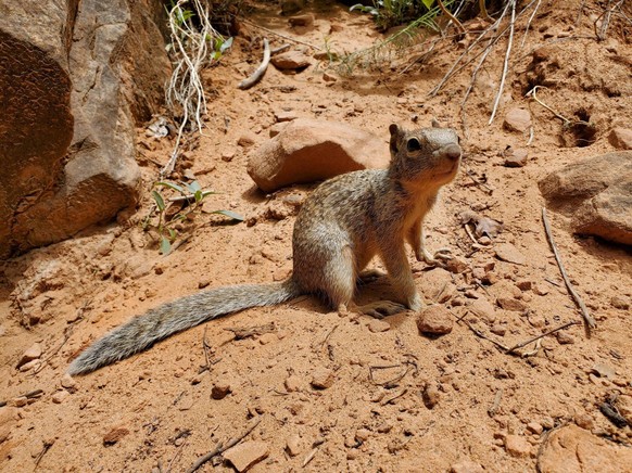 cute news animal tier eichhörnchen squirrel

https://www.reddit.com/r/squirrels/comments/wq8hl5/friendly_squirrel_at_zion_national_park_had_no/