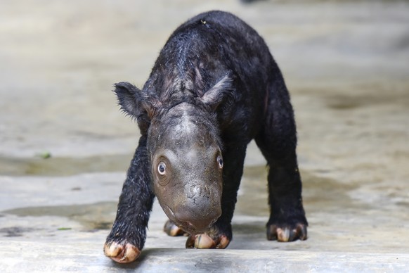 In this undated photo released by Indonesian Ministry of Environment and Forestry, a newly born Sumatran rhino calf walks in its enclosure at Sumatran Rhino Sanctuary at Way Kambas National Park, Indo ...