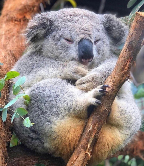 cute news tier koala

https://www.reddit.com/r/NatureIsFuckingCute/comments/12qjol2/the_thunder_from_down_under/