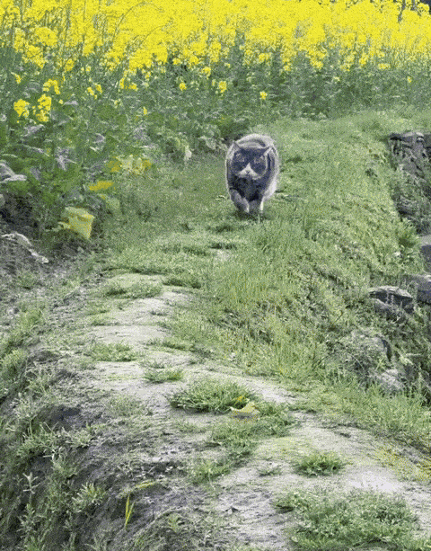 GIF animé