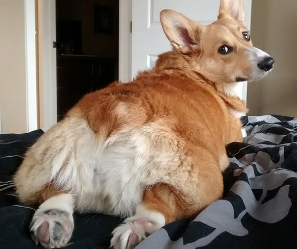 Les corgis sont trop chou.