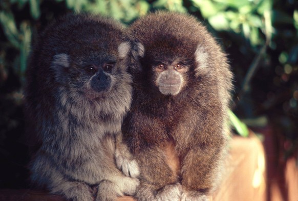 Titi Monkeys Bolivian Titi Monkey Callicebus moloch donacophilus Titi Monkeys Bolivian Titi Monkey Callicebus moloch donacophilus, Credit:Kenneth W. Fink / Avalon PUBLICATIONxNOTxINxUKxFRAxUSA Copyrig ...