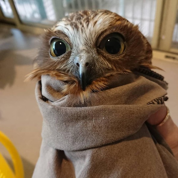 cute news tier eule

https://www.reddit.com/r/owlsintowels/comments/1ntczgo/look_at_this_distinguished_gentlebird/