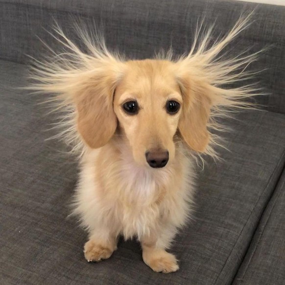 cute news tier hund

https://www.reddit.com/r/Cutedogsreddit/comments/1isros0/i_guess_weve_got_to_change_new_carpet_again_she/
