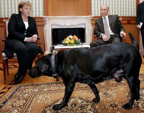 Angela Merkel hat Angst vor Hunden. Das hindert Wladimir Putin nicht, seinen Labrador-Retriever Koni zum Meeting mitzunehmen. (Sotschi, 21. Januar 2007)