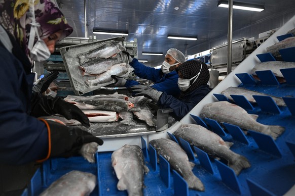People work in a Turkish salmon processing company in Trabzon, on the Black Sea on June 11, 2025. From its infancy ten years ago, production of this salmonid species, destined almost exclusively for e ...