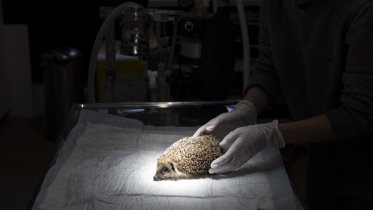 Cet animal a souffert de la sécheresse