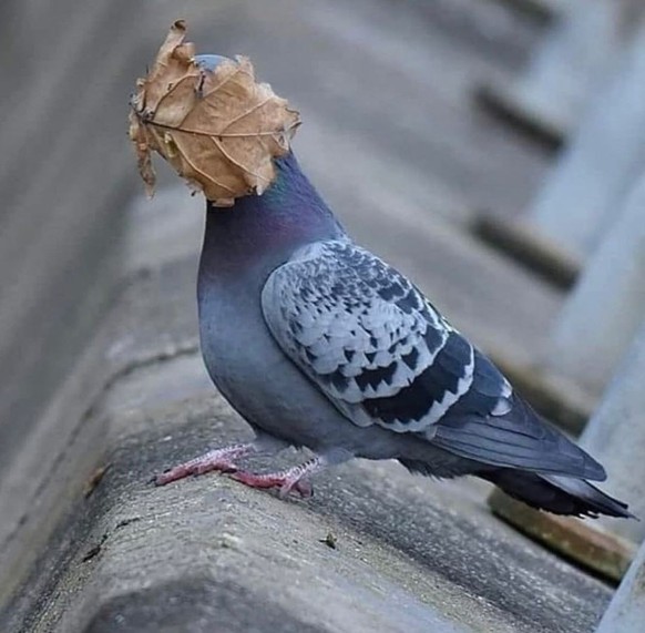 Faildienstag: Taube mit Blatt im Gesicht