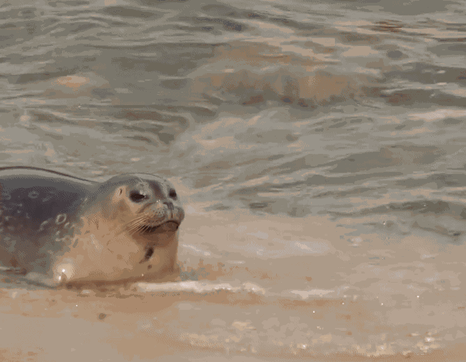 GIF animé