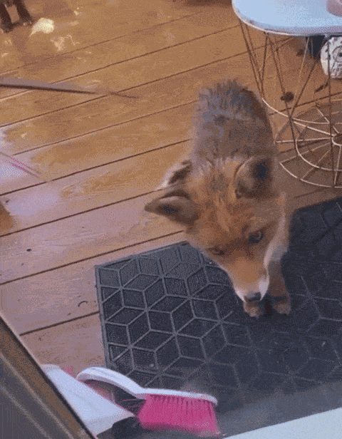 GIF animé
