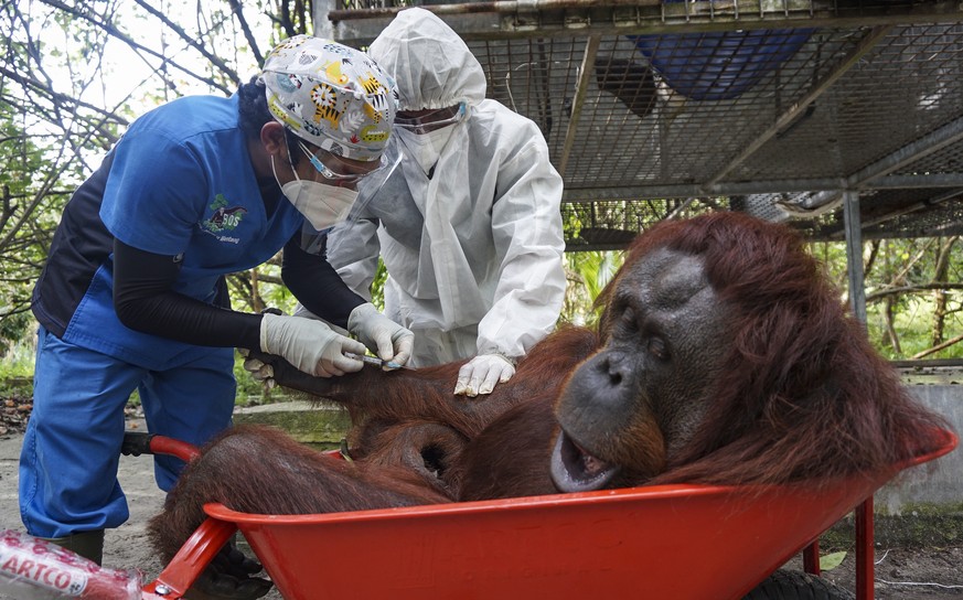 epa09030815 A handout photo made available by Borneo Orangutan Survival Foundation (BOSF) shows veterinarian wearing protective masks and suit, conducting anesthesia procedure on Nenuah, a nine year o ...