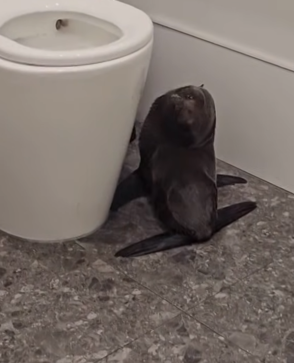 Un bébé phoque s&#039;est rendu dans un bar en Nouvelle-Zélande.