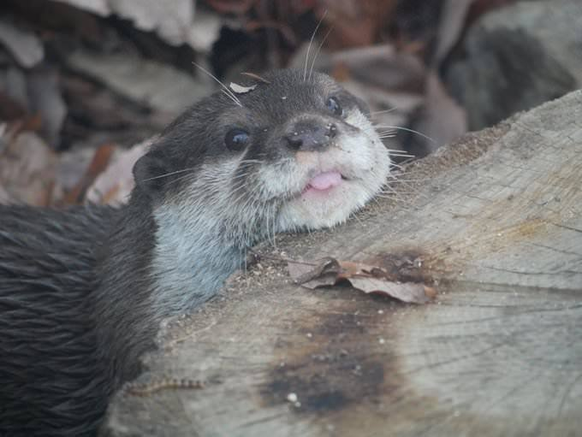 cute news animal tier otter

https://imgur.com/t/otters/PhuL1f7