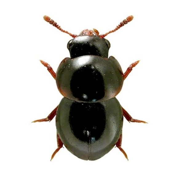 https://en.wikipedia.org/wiki/Agathidium_vaderi