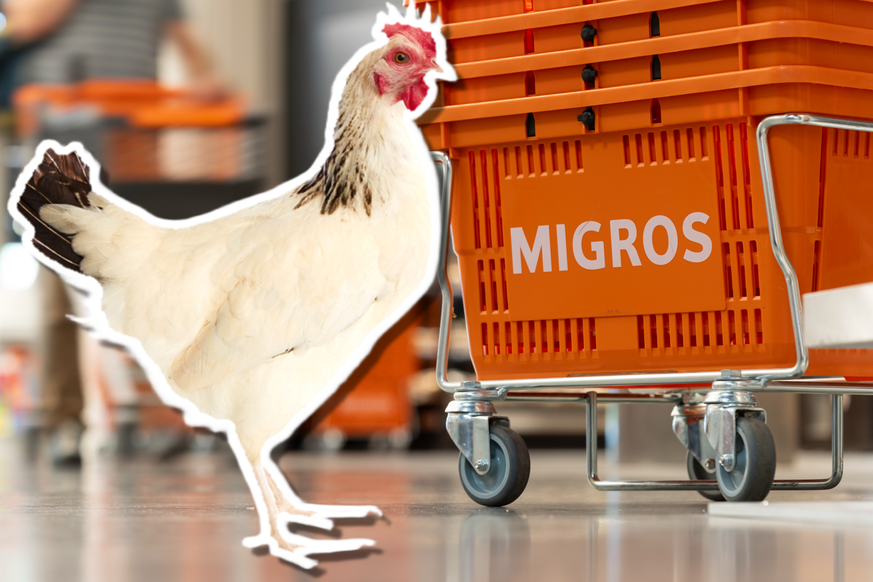 Migros veut construire un immense abattoir à poulets à Saint-Aubin (FR).