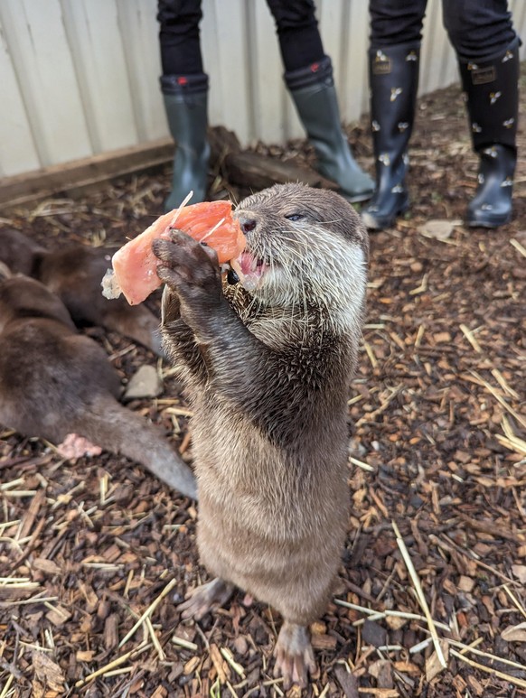 cute news tier otter

https://www.reddit.com/r/Otters/comments/118t3br/this_little_chap_enjoying_lunch_at_dartmoor_otter/