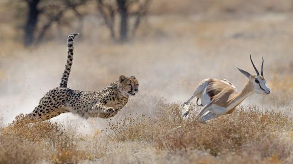 Guépard contre antilope, le vrai 100 m le plus rapide de l'histoire.