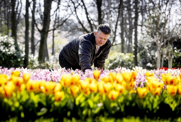 epa09840664 A gardener works in a flower bed as various preparations are being made for the opening of the Keukenhof in Lisse, The Netherlands, 21 March 2022. The well-known Keukenhof flower park that ...