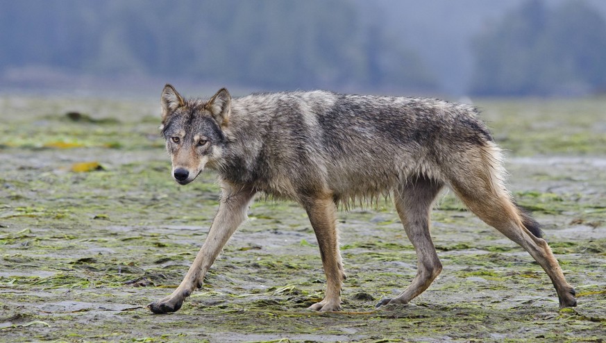 Vancouver Island Grey wolf (Canis lupus crassodon) alpha female walking, Vancouver Island, British Columbia, Canada, August. PUBLICATIONxINxGERxSUIxAUTxONLY 1451735 BertiexGregory

Vancouver Iceland G ...