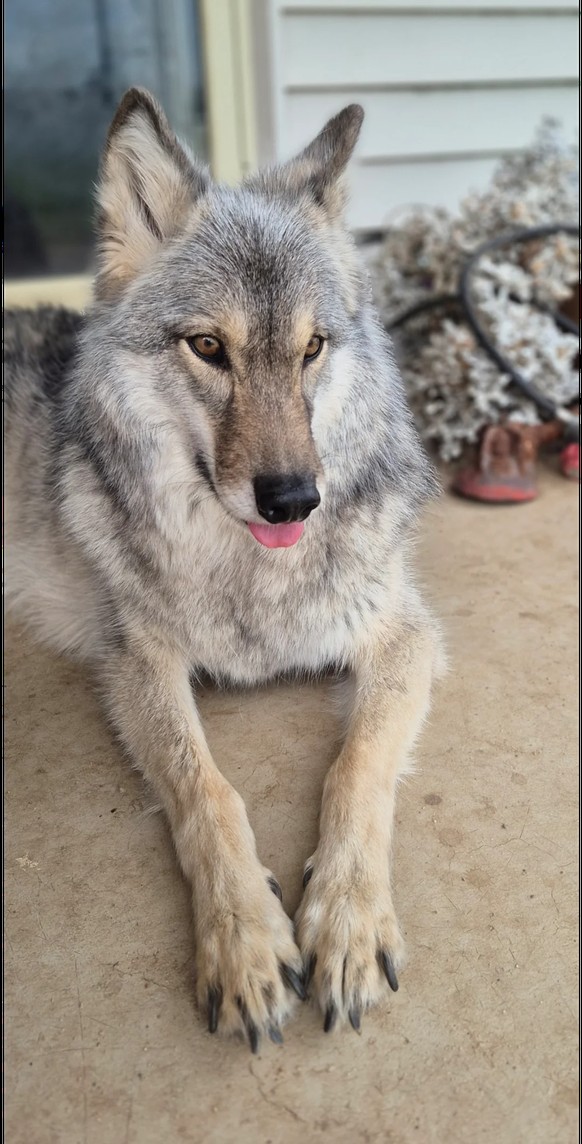 cute news tier hund

https://www.reddit.com/r/Wolfdogs/comments/1jtaf4y/mars_the_past_few_days_lol/
