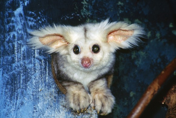 Greater Glider - looking out of hollow Petauroides volans. Eucalypt forests of E. Australia. Order Diprptodontis. PUBLICATIONxINxGERxSUIxAUTxONLY Copyright: Hansx&xJudyxBeste 10764385