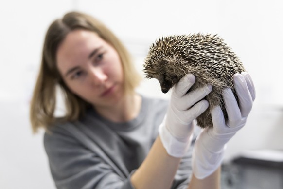 Lena Chauvin, assistante veterinaire, prodigue des soins a un herisson ce mercredi 26 novembre 2025 au centre de soins du parc animalier de La Garenne a Le Vaud. (KEYSTONE/Cyril Zingaro)