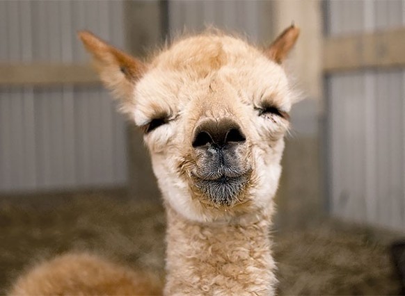 cute news animal tier alpaka

https://imgur.com/t/alpaca/vBMUdEH