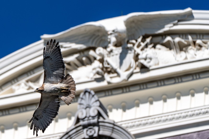 A red-tailed hawk flies in front of the Eisenhower Executive Office Building on the campus of the White House, Sunday, May 31, 2026, in Washington. (AP Photo/Alex Brandon)