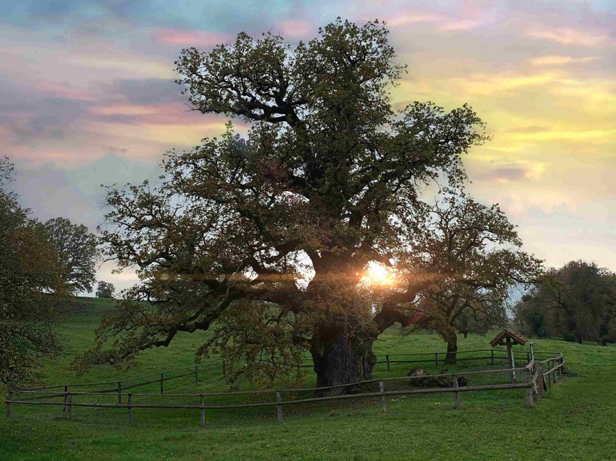 Le chêne des Bosses, Châtillon.