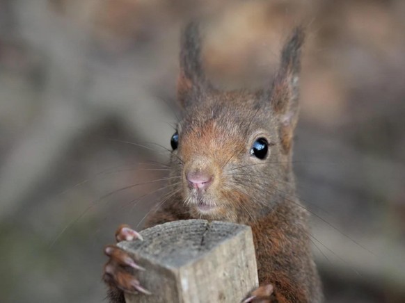 cute news animal tier eichhörnchen squirrel

https://www.reddit.com/r/squirrels/comments/t4hmsg/big_chocolate_might_not_be_as_colourful_as_my/