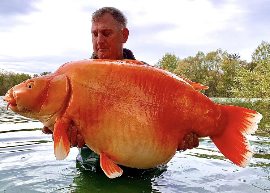 Andy Hackett avec son gros bébé de 30 kilos.