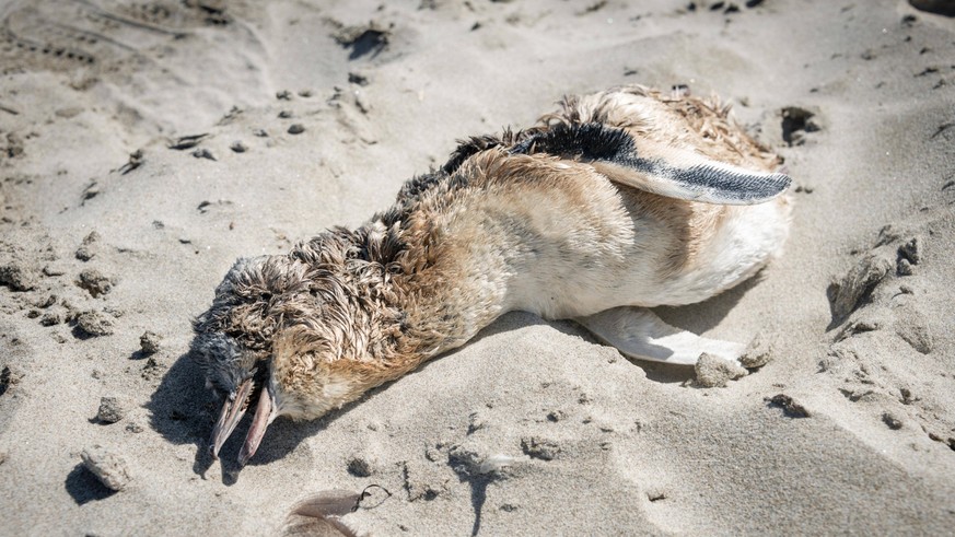 IMAGO / imagebroker

Toter Zwergpinguin (Eudyptula minor) am Strand, Otago Peninsula, Dunedin, Neuseeland, Ozeanien *** Dead Little Penguin Eudyptula minor on the beach, Otago Peninsula, Dunedin, New  ...