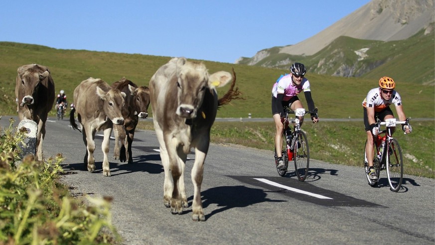 Teilnehmer der ewz Alpen Challenge weichen bei der Abfahrt vom Albulapass einigen Kuehen aus am Sonntag, 22. Juni 2010. Die ganze Rundstrecke fuehrt von Lenz ueber den Albula, (Kategorie Challenge zus ...