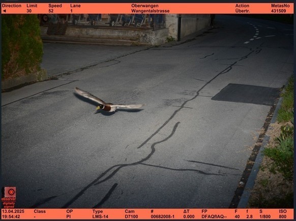 Un radar installé dans la commune de Köniz, dans la banlieue bernoise, a flashé à la mi-avril un chauffard d'un genre un peu particulier: un canard colvert a été mesuré volant à 52 km/h dans une ...