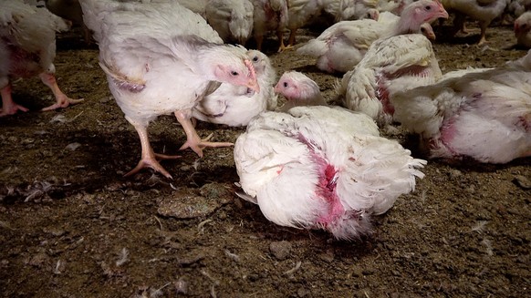 Des poulets blessés qui proviendraient d&#039;un élevage Micarna dans le canton de Vaud.