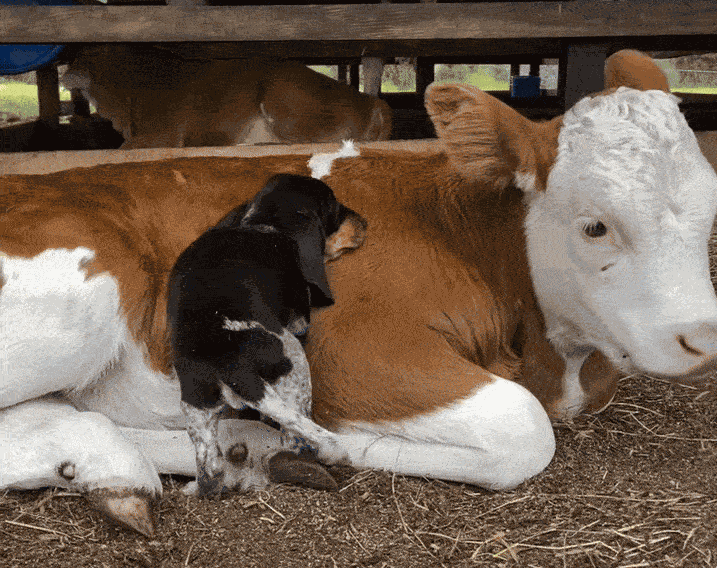 GIF animé
