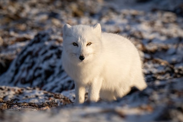 Arctic fox stands on tundra narrowing eyes, Arctic fox stands on tundra narrowing eyes, Arctic fox stands on tundra narrowing eyes, 07.01.2022, Copyright: xnickdalex Panthermedia31029595.jpg