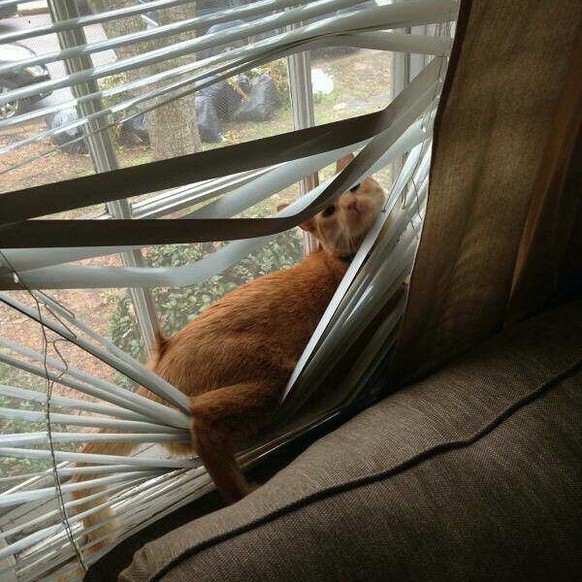 Katzen, die Storen zerstören: Die lustigsten Fails der Woche