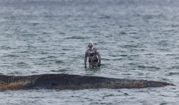 epa12850221 Marine biologist Robert Marc Lehmann examines a beached humpback whale lying in the waters of the Baltic Sea near Niendorf harbor in Timmendorfer Strand, Germany, 26 March 2026. The humpba ...