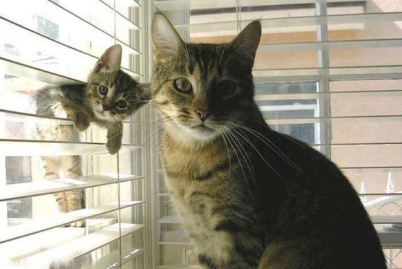 cute news tier katzen

https://www.reddit.com/r/aww/comments/6m7mus/cutest_father_son_picture_ive_ever_seen/